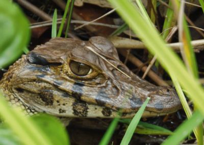 Caiman - Amazonie - Pérou