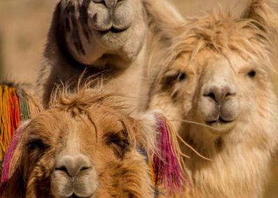 Côte Pacifique et Andes en Famille