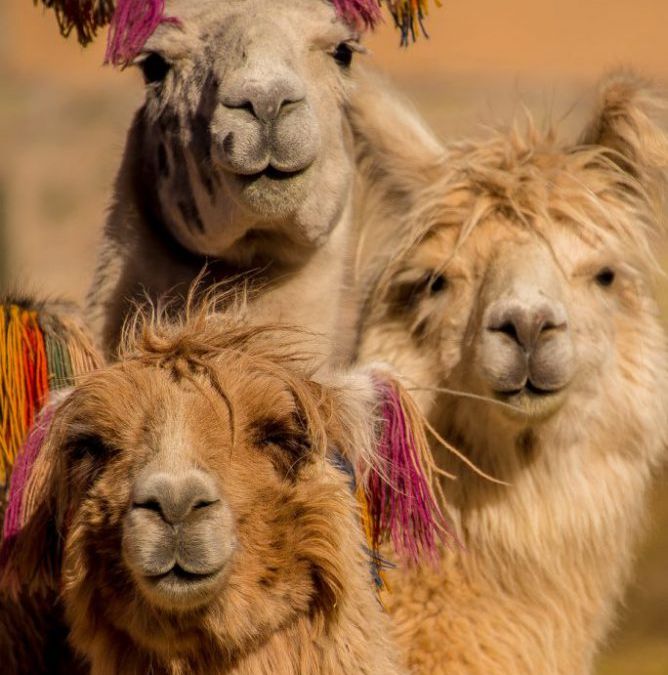 Côte Pacifique et Andes en Famille