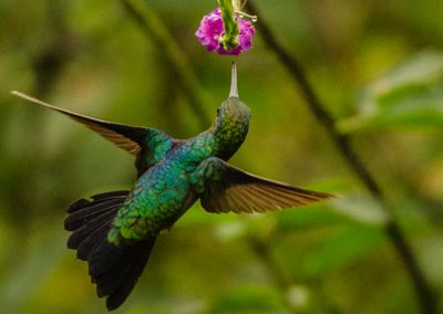 Colibri - Amazonie