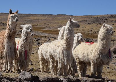 Canyon colca - Alpagas