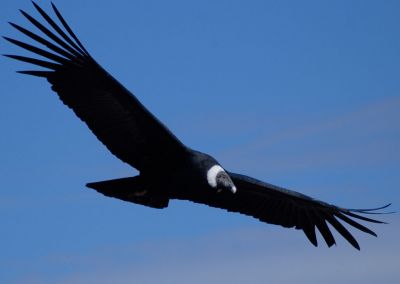 Canyon Colca - Condor