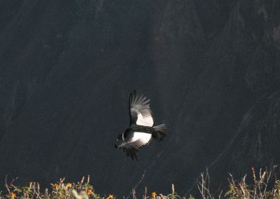 Canyon Colca - Cruz del Condor