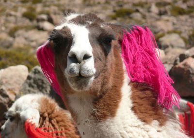 Canyon colca - Lama