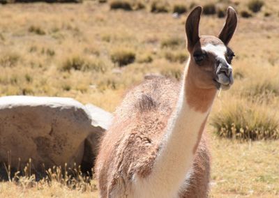 Canyon colca - Lama