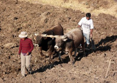 Canyon Colca - Agriculture