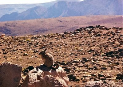 Canyon Colca - Viscacha