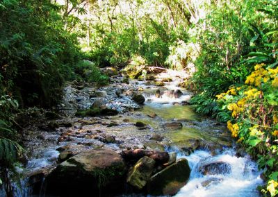 Machu Picchu - Forêt tropicale