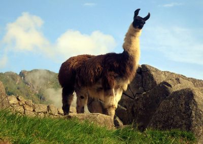 Machu Picchu - Lama