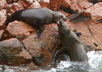 Paracas - Iles Ballestas, les mini galapagos