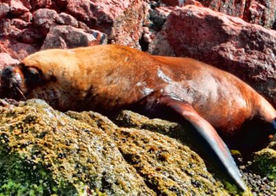 Paracas - Iles Ballestas - Otarie