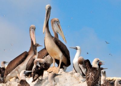 Paracas - Iles Ballestas, les mini galapagos