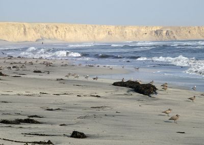 Réserva nationale de Paracas