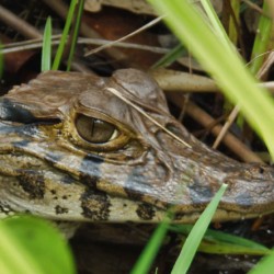 Caiman de l'Amazonie - Pérou