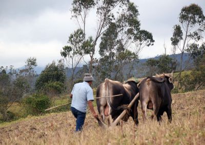 Chachapoyas