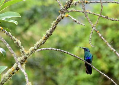 Colibri - Chachapoyas