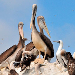 Iles Ballestas de Paracas